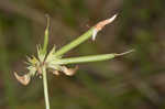 Bird's-foot trefoil